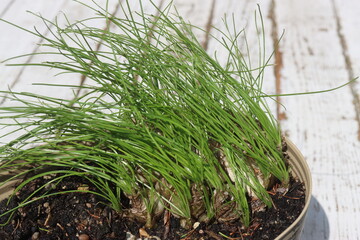 cebulki Albuca humilis niska © Perovskia