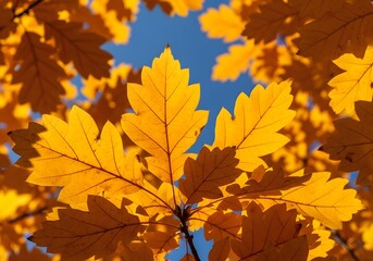 Obraz premium Golden autumn leaves against bright blue sky, perfect for seasonal projects and designs