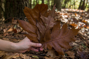 woman's hand holding dry leaves in autumn background