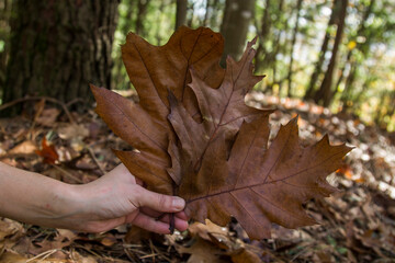 woman's hand holding dry leaves in autumn background