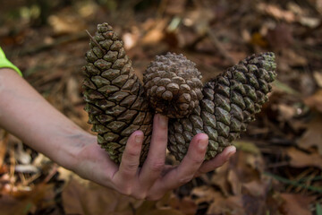Woman hand holdind pinecones