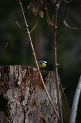 great tit parus major