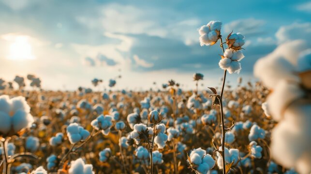 Stunning cotton field under clear sky for world cotton day celebration. Horizontal banner. Copy space. Free space for text - Powered by Adobe