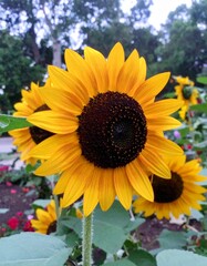 Obraz premium high quality image of sun flowers close up on the garden 