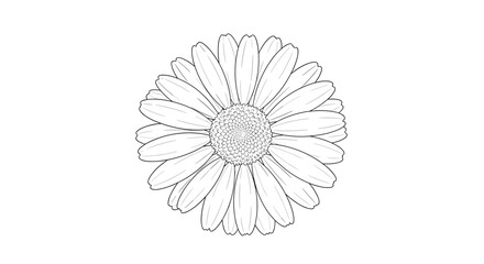 Elegant single line drawing of a daisy flower, perfect for clean design and natural themes.