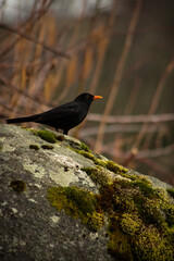 Blackbird perched on mossy rock in natural environment