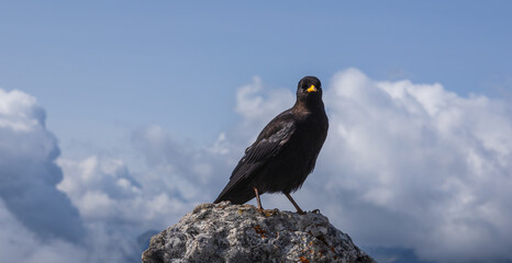 Portrait of alpine chough, pyrrhocorax graculus bird sitting on rock with clouds in background. Wildlife mountain, Alps animal