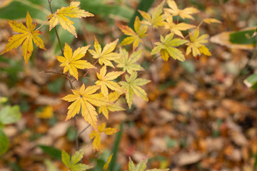 黄色に色づくカエデ