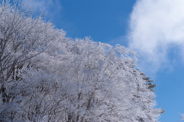 霧氷と青空