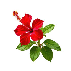 Bright Red Hibiscus Flower with Green Leaves on a Transparent background