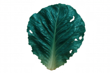 Close-up of a savoy cabbage leaf with holes, indicating insect activity, isolated on a transparent background
