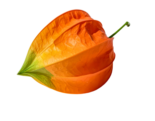 Physalis alkekengi lantern flower orange plant nature botanical closeup on transparent background