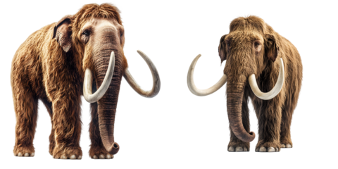 Woolly mammoth with long tusks and thick fur on white background