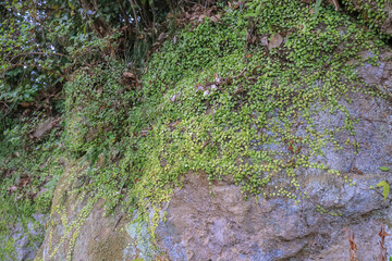 March 26 2025 Lush Green Vegetation Covering a Rocky Surface in a Forested Area, Japan