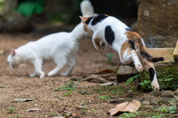 A playful kitten is caught mid-air, pouncing on another cat walking in the blurry background. The image captures the dynamic motion and fun of animal play