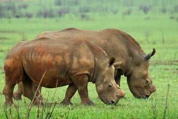 Fototapeta premium Two white white rhinos grazing in a green field