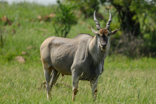 An adult male eland standing, Rietvlei Nature Reserve, South Africa