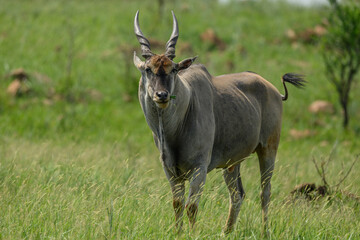 An adult male eland grazing, Rietvlei Nature Reserve, South Africa