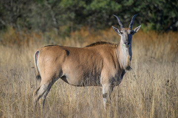 An adult female eland in a field of dry grass