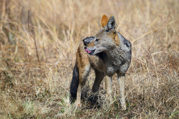 Closeup of a black-backed jackal against a background of dry grass