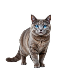 Fototapeta premium Fluffy Domestic Cat with Blue Eyes Looking Cute and Playful