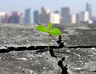 A small sprout emerges from a crack in weathered pavement, a cityscape blurred in the background
