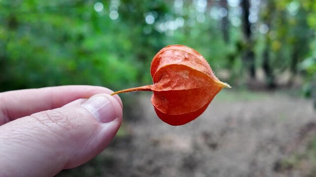 Ciplukan ''Physalis angulata" fruit in someone's hand. Traditional medicine from nature. Physalis alkekengi - orange lanterns of physalis alkekengi among green leaves. physalis alkekengi close-up.