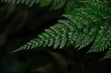 少し濡れているギザギザの葉っぱと暗い背景
