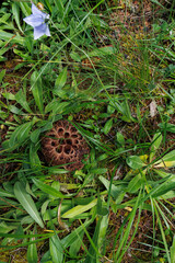 Wild sarcodon imbricatus,edible mushroom in forest of China