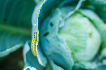 Pieris brassicae caterpillar eating cabbage leaves, close-up. Vegetable pests in the garden