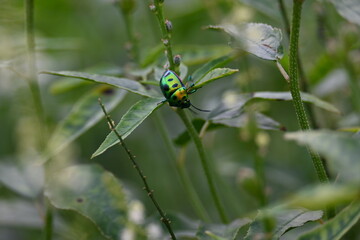 Jewel bugs. Its other names metallic shield bugs and Asian blue jewel bug. It is Scutelleridae is a family of true bugs. Its known brilliant coloration. Bright bugs in the plant. 