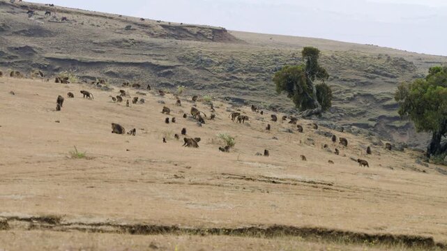 Simien Mountains National Park With Troop Of Gelada Monkeys In Ethiopia - Wide Shot