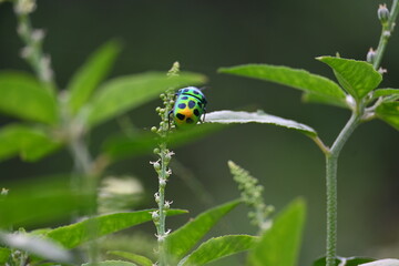 Jewel bugs. Its other names metallic shield bugs and Asian blue jewel bug. It is Scutelleridae is a family of true bugs. Its known brilliant coloration. Bright bugs in the plant. 