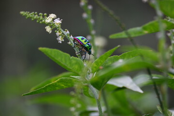 Jewel bugs. Its other names metallic shield bugs and Asian blue jewel bug. It is Scutelleridae is a family of true bugs. Its known brilliant coloration. Bright bugs in the plant. 