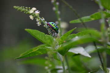 Jewel bugs. Its other names metallic shield bugs and Asian blue jewel bug. It is Scutelleridae is a family of true bugs. Its known brilliant coloration. Bright bugs in the plant. 
