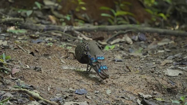 Malayan Peacock-pheasant In The Forest At Daytime - Close Up