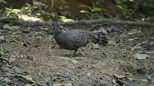 Malayan peacock-pheasant With Iridescent Blue And Green Eye-spots On Its Plumage In Malaysia. Close-up Shot