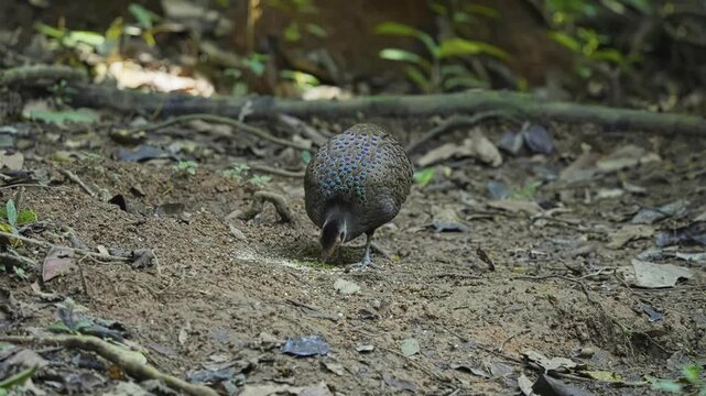Malayan peacock-pheasant (Polyplectron malacense) Feeds On Tropical Forest In Malaysia. Close-up Shot