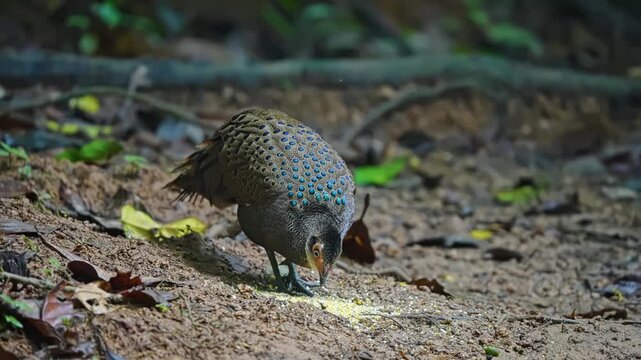 Taman Negara National Park With The Crested Peacock-pheasant In The Protected Natural Habitat In Malaysia. Close-up Shot