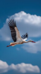 Fototapeta premium white stork in flight, open wings, blue sky, cloud background, side view, bird in motion, long beak, red legs, detailed feathers, wildlife photography, generative ai