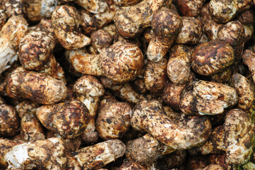 Wild Tricholoma matsutake mushroom in China