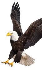 Fototapeta premium Bald eagle in flight against white background