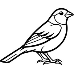 Obraz premium Canary line art vector
