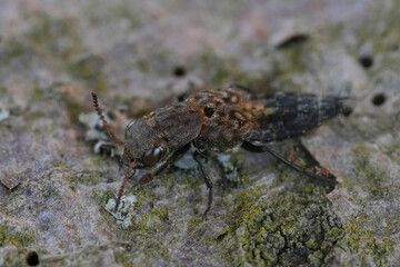 Closeup on a rather distinct Rove beetle, Ontholestes murinus