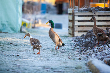 Indian Runner duck in permaculture garden, in winter