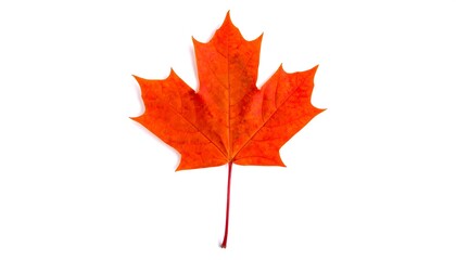 Vibrant autumn maple leaf