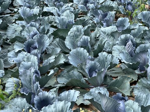 Blaukrautfeld