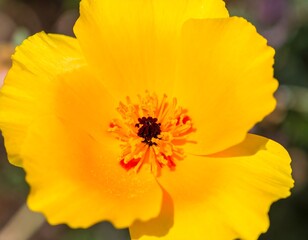 Vibrant Yellow Poppy Flower in Full Bloom with Detailed Center.
