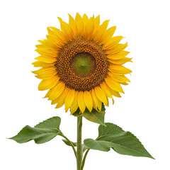 Fototapeta premium Beautiful single sunflower facing forward with green leaves on a transparent background