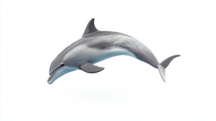Fototapeta premium Graceful dolphin leaping in mid-air with white background